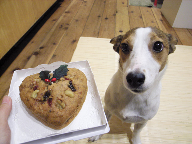 メリークリスマス犬ケーキ