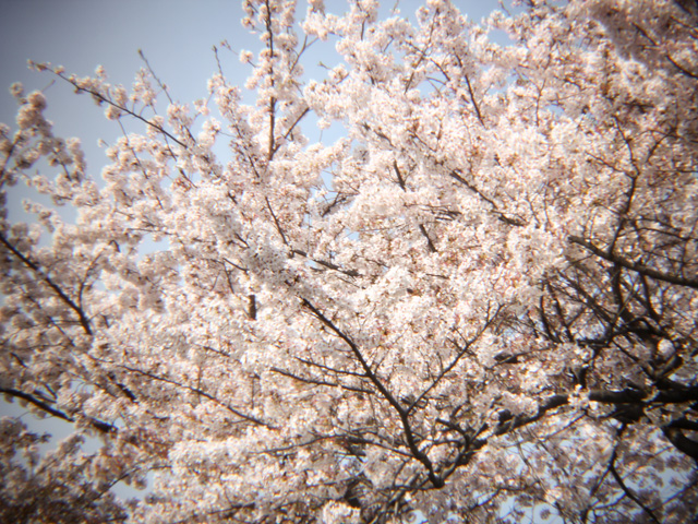 2012桜