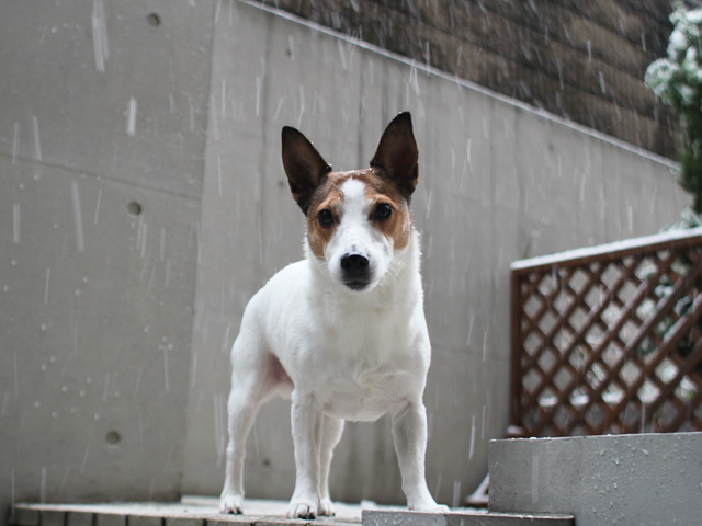 大雪へ