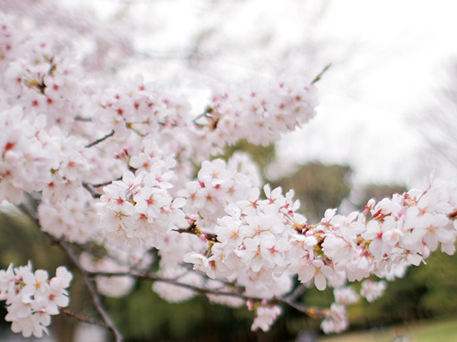 代々木公園2013・春