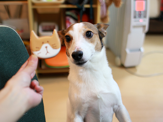 ボノ似のクッキー