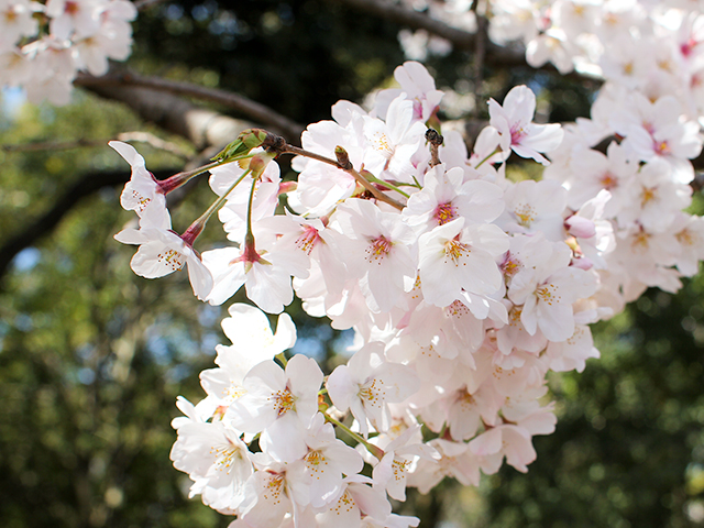 代々木公園の桜2014