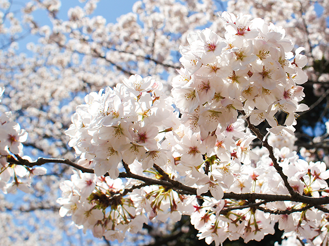 代々木公園の桜その2