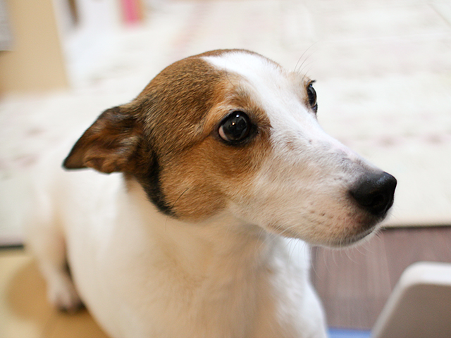 すねる犬