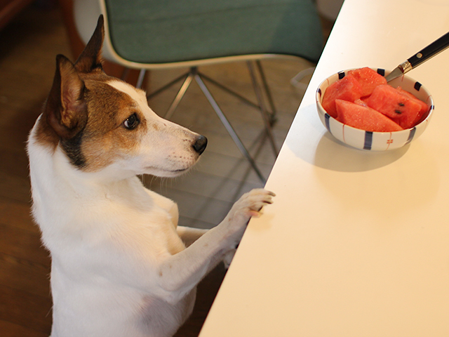 伝説のスイカ犬