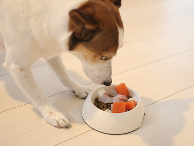 犬の特別ご飯